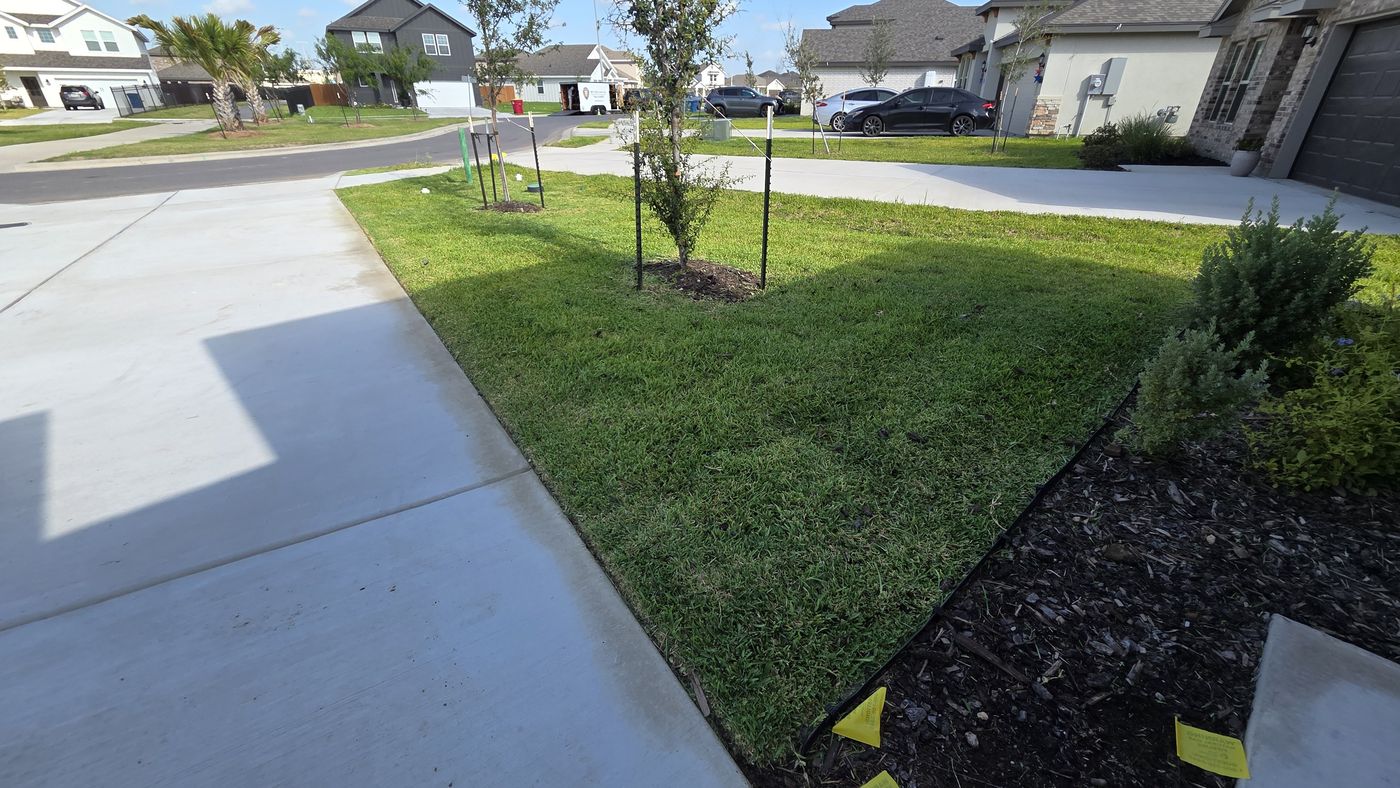 Edged corner lot with fresh mulch beds and young trees