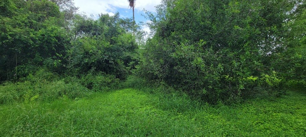 Overgrown lot with tall brush before clearing by RGV Elite Lawn Care